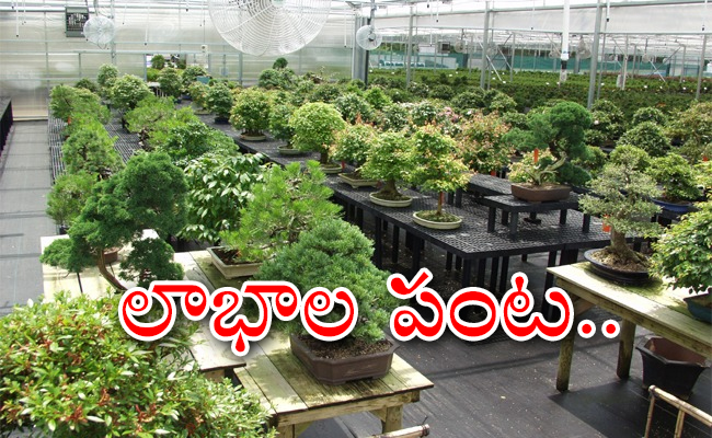 bonsai-plantation-business-low-budget-earn-more-money_0.jpg