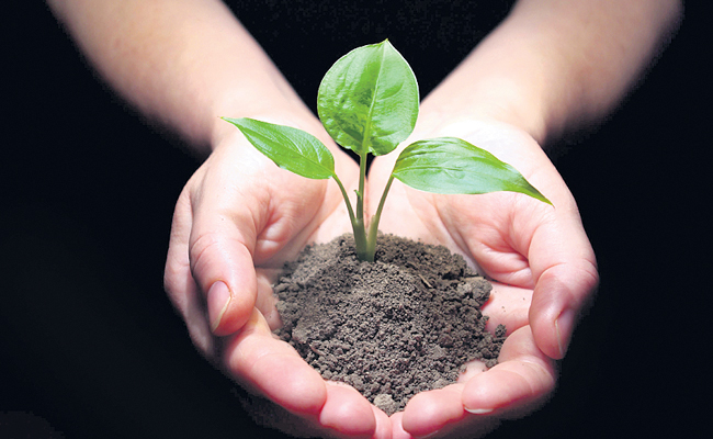 plant.jpg