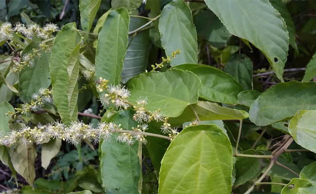 plant_0.jpg