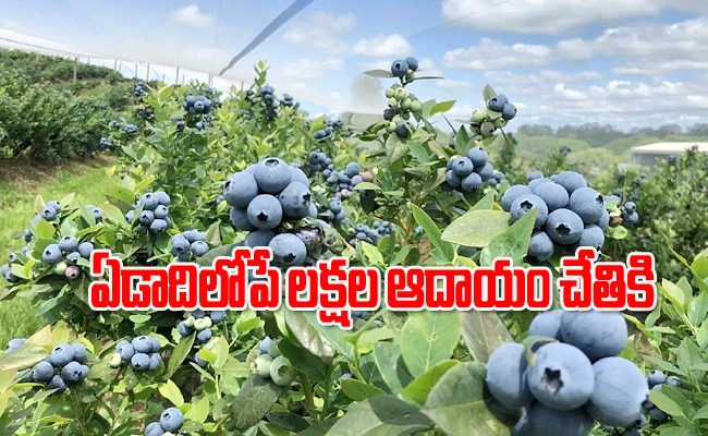 blueberry-farming-business-tips.jpg