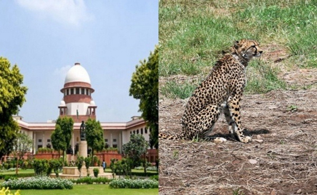 cheeta_2C-sc.jpg