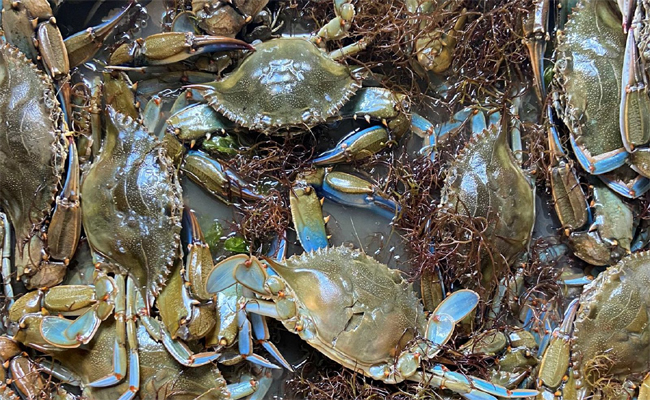 crab4.jpg