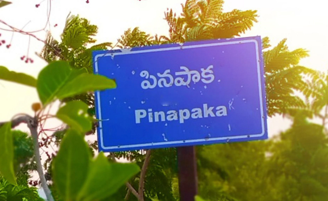 pinapak.jpg
