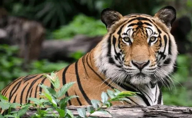 tiger_img.gif