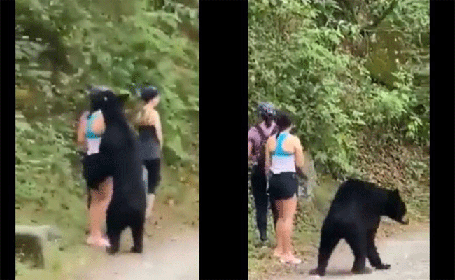 bear.gif