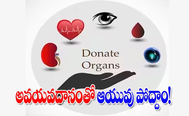 organ.jpg