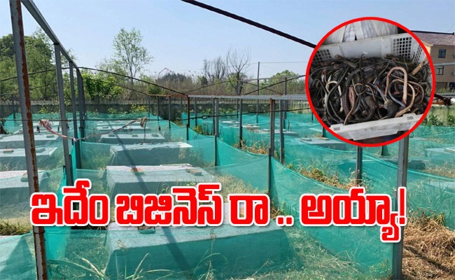 snake-farming-in-china.jpg