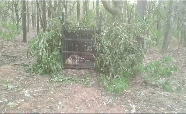 Cheetah-Trapped-In-Cage-At-Tirumala.jpg