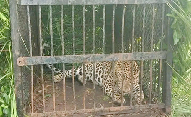 Tiger.jpg