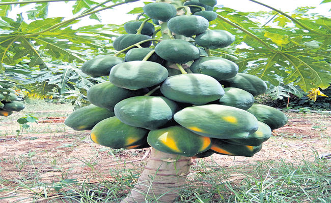 papaya.jpg