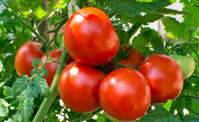 tomato.jpg
