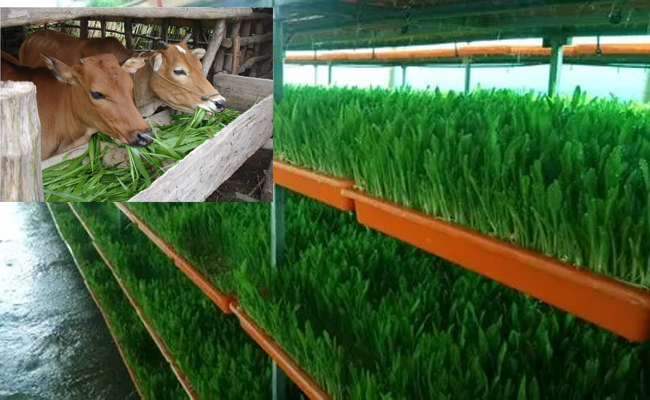 grass_0.jpg