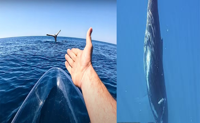 whale.jpg