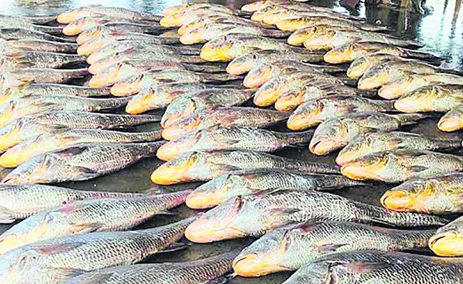 FISH.jpg