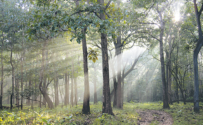 forest.jpg