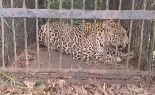 Cheetah.jpg