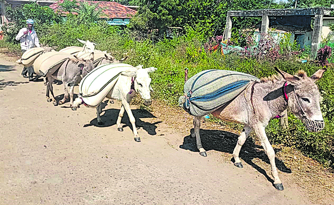 donkeys.jpg
