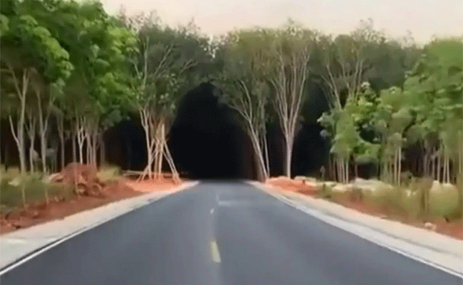 forest.gif