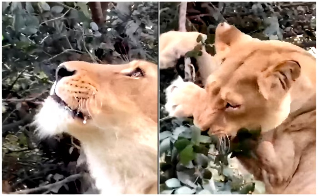 lion.jpg
