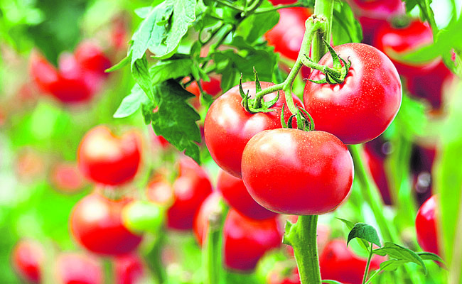 tomato.jpg