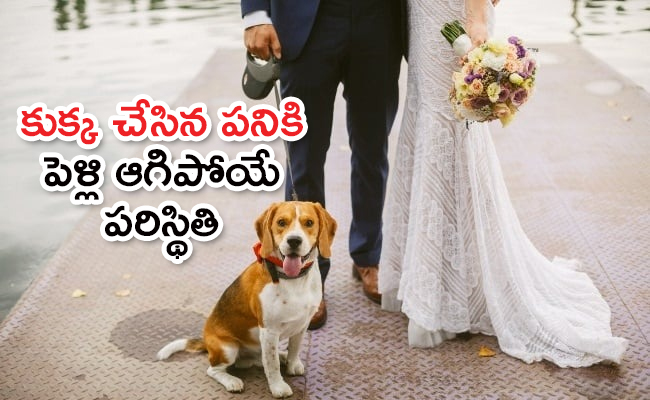 Dog_650x400.jpg