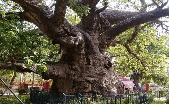 tree.gif