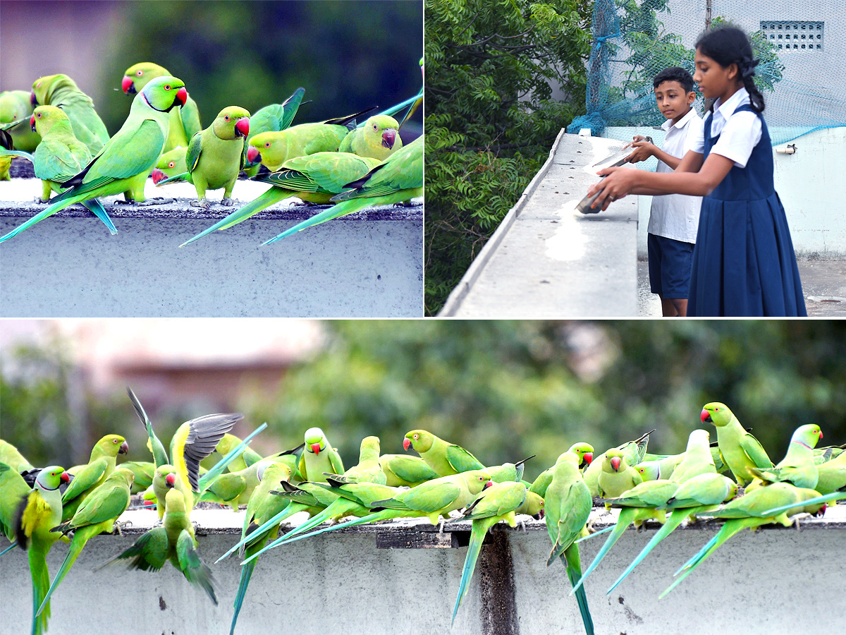 Group_20Of_20Parrots_20Beautiful_20feasting_20Rare_20Pics-1.jpg 1