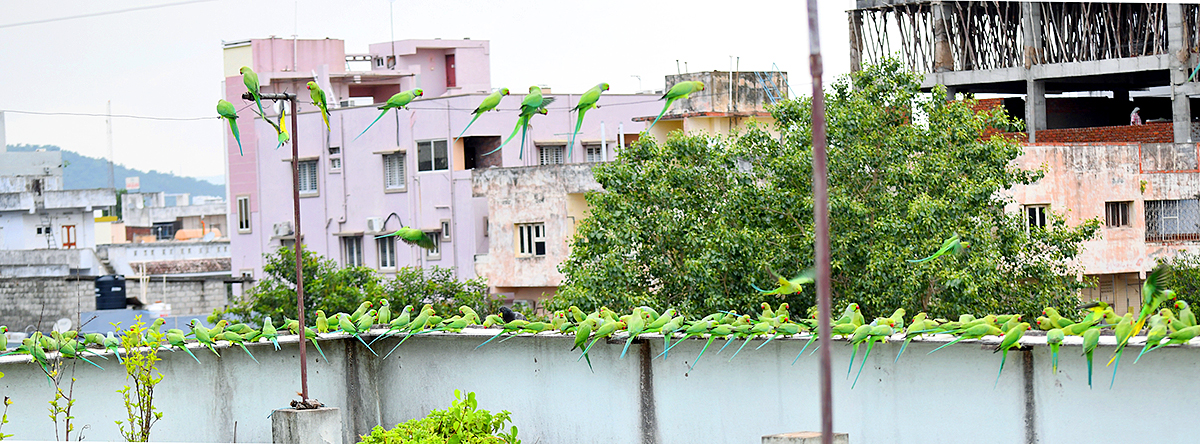 Group_20Of_20Parrots_20Beautiful_20feasting_20Rare_20Pics-10.jpg 10
