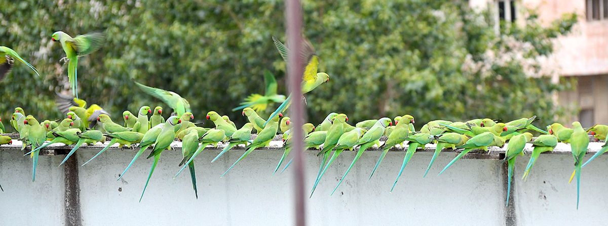 Group_20Of_20Parrots_20Beautiful_20feasting_20Rare_20Pics-11.jpg 11