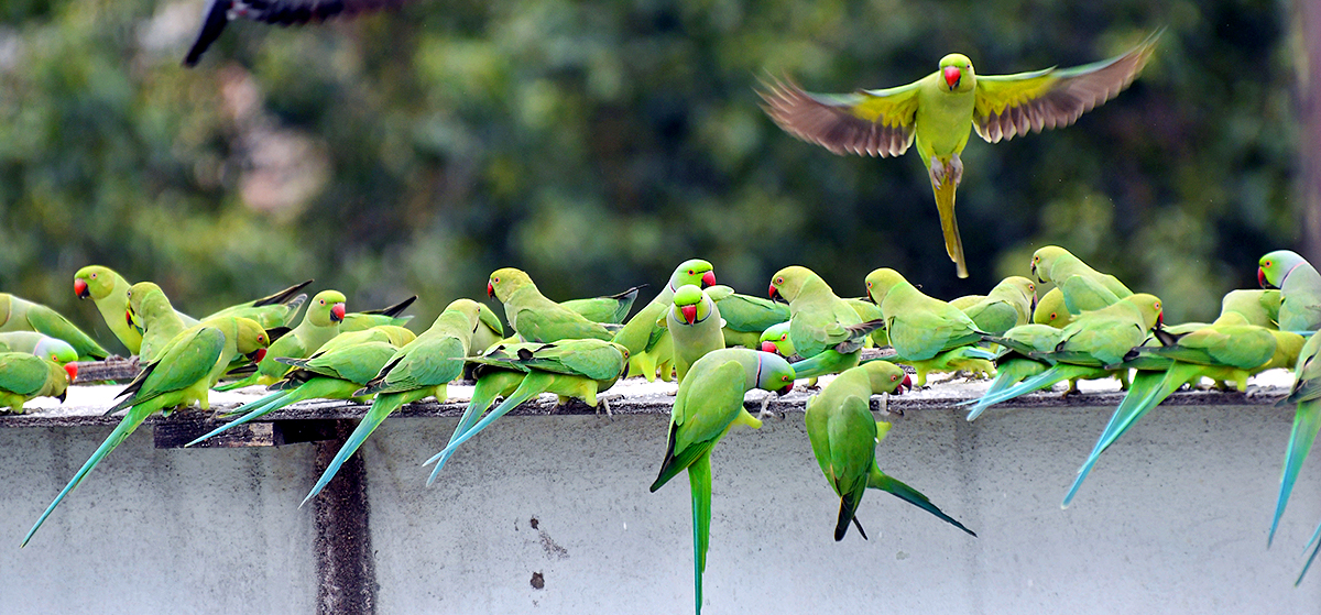 Group_20Of_20Parrots_20Beautiful_20feasting_20Rare_20Pics-12.jpg 12