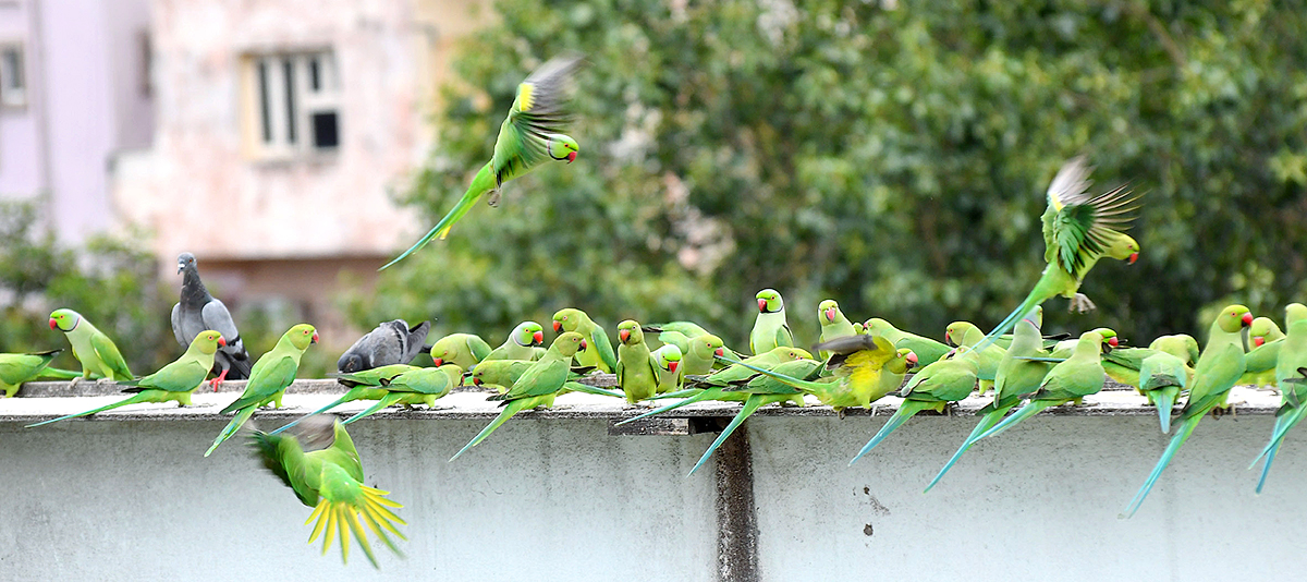 Group_20Of_20Parrots_20Beautiful_20feasting_20Rare_20Pics-14.jpg 13