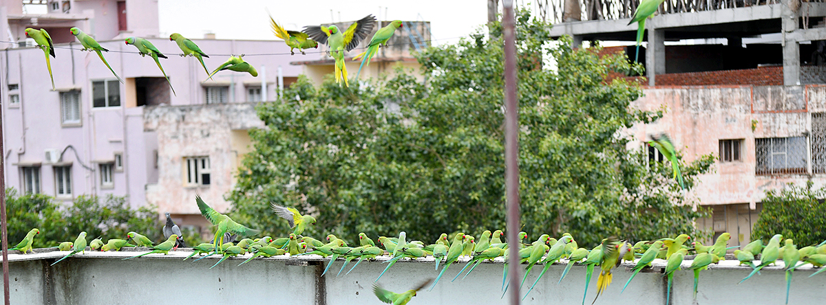 Group_20Of_20Parrots_20Beautiful_20feasting_20Rare_20Pics-15.jpg 14