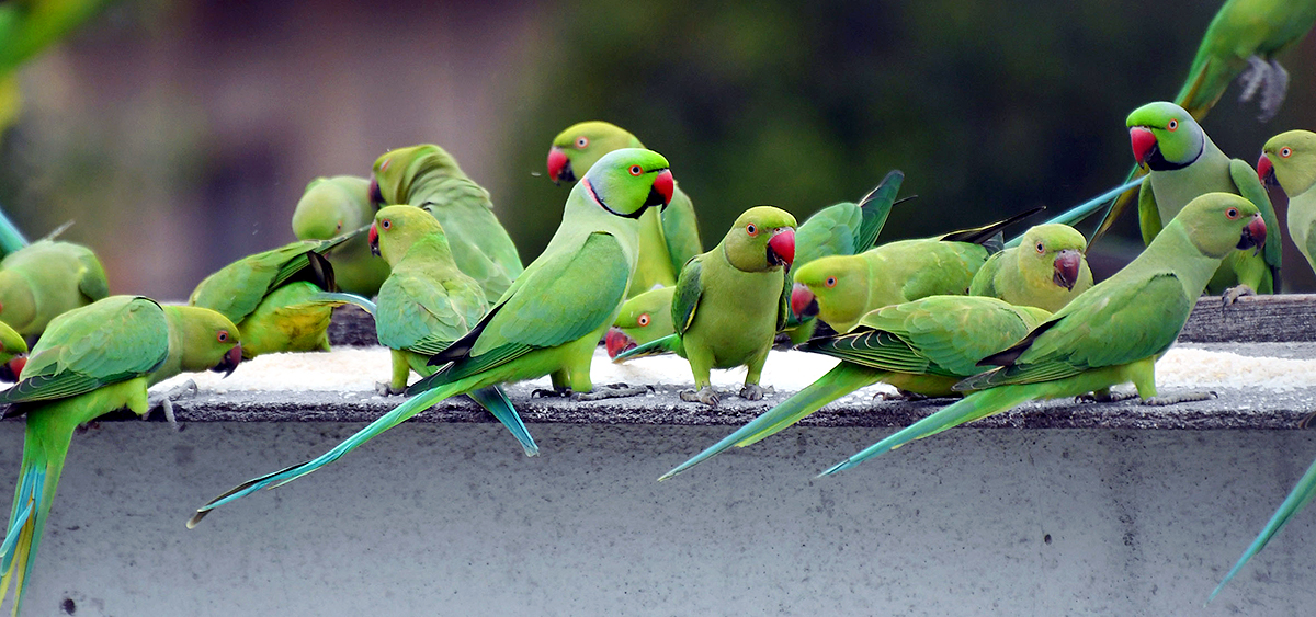 Group_20Of_20Parrots_20Beautiful_20feasting_20Rare_20Pics-16.jpg 15