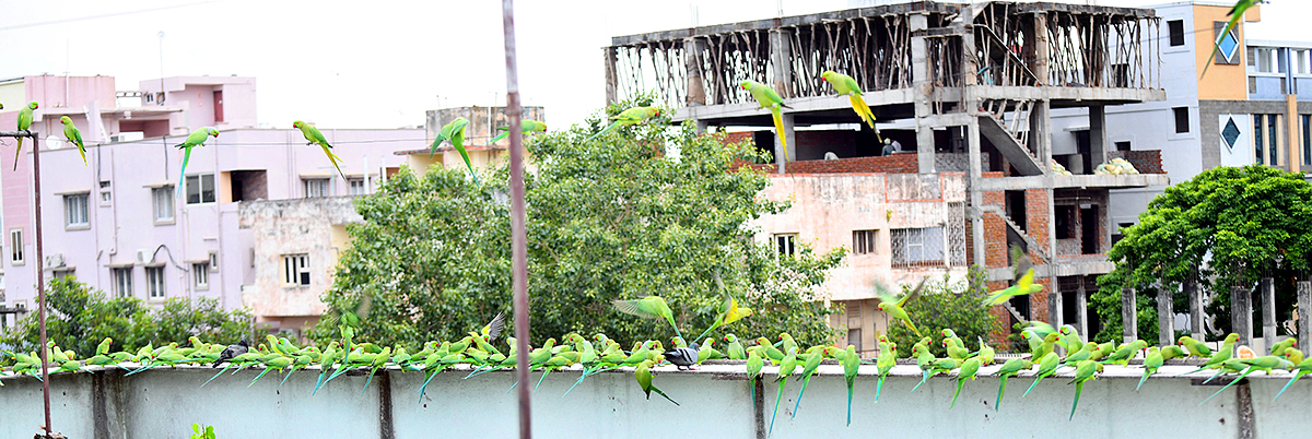Group_20Of_20Parrots_20Beautiful_20feasting_20Rare_20Pics-2.jpg 2