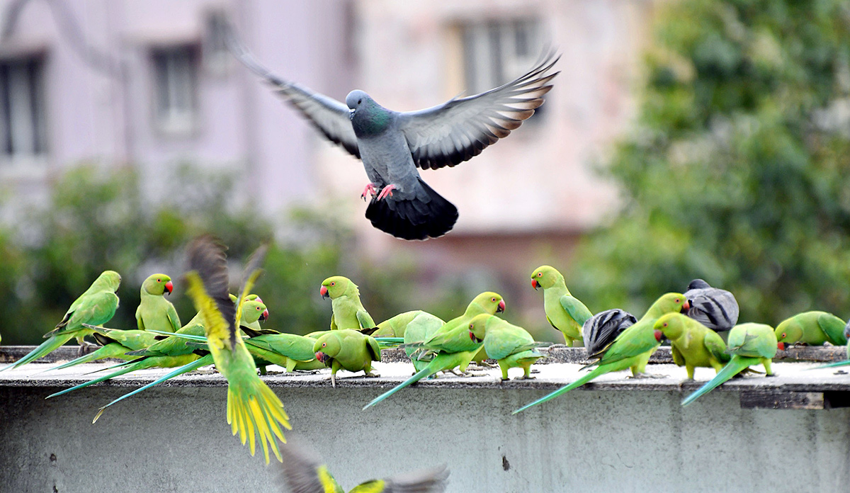 Group_20Of_20Parrots_20Beautiful_20feasting_20Rare_20Pics-3.jpg 3