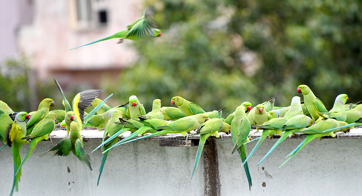 Group_20Of_20Parrots_20Beautiful_20feasting_20Rare_20Pics-4.jpg 4