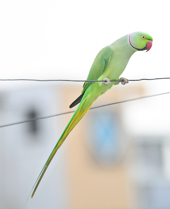 Group_20Of_20Parrots_20Beautiful_20feasting_20Rare_20Pics-5.jpg 5