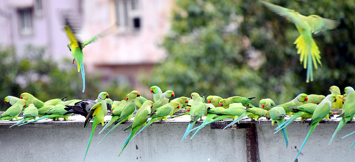 Group_20Of_20Parrots_20Beautiful_20feasting_20Rare_20Pics-6.jpg 6