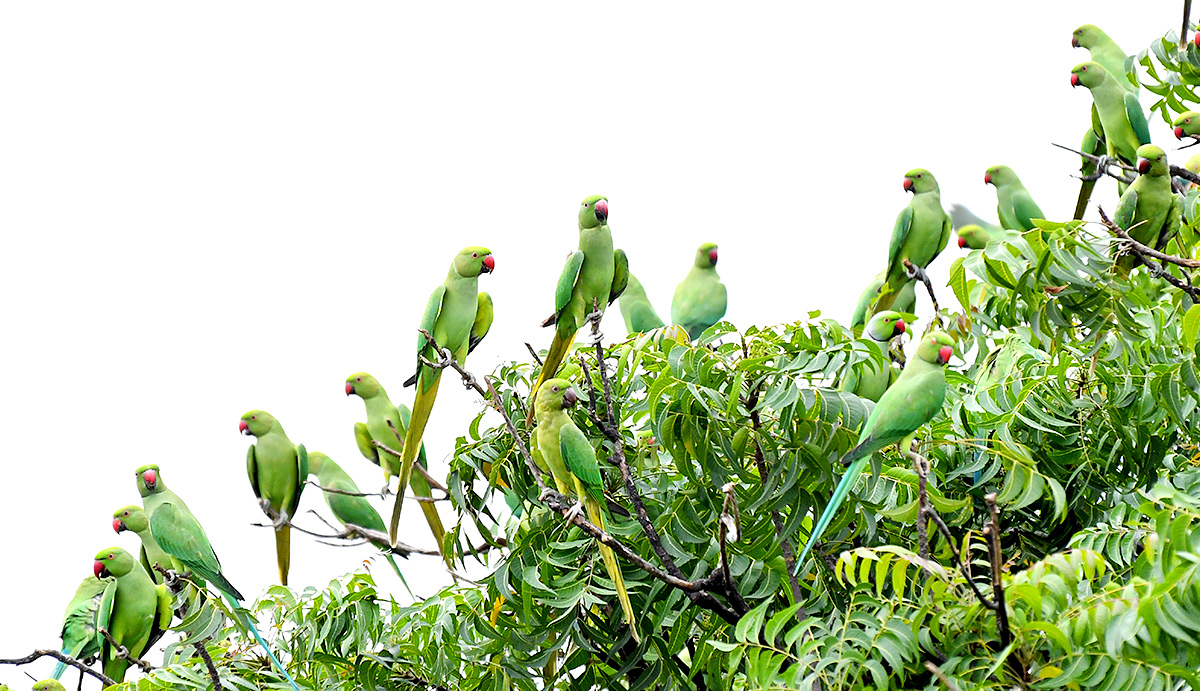 Group_20Of_20Parrots_20Beautiful_20feasting_20Rare_20Pics-7.jpg 7
