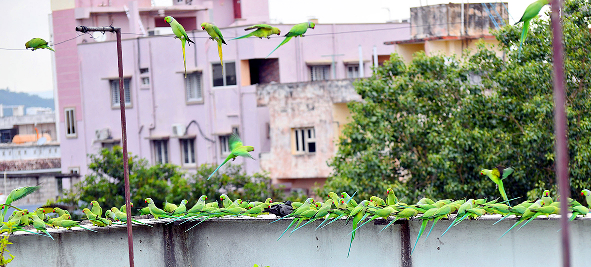 Group_20Of_20Parrots_20Beautiful_20feasting_20Rare_20Pics-8.jpg 8
