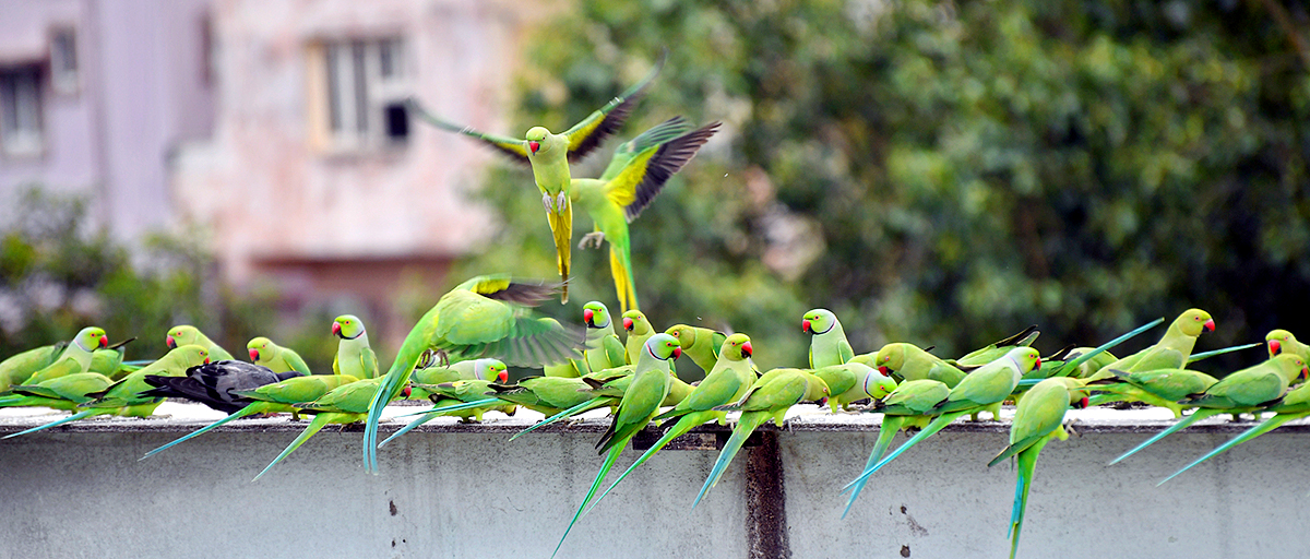 Group_20Of_20Parrots_20Beautiful_20feasting_20Rare_20Pics-9.jpg 9