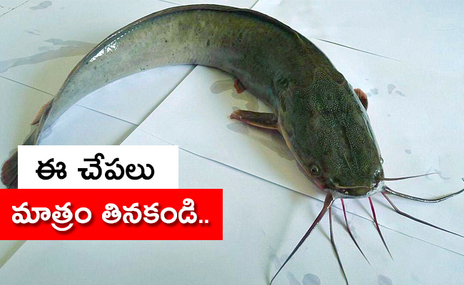 Catfish-Has-Banned.jpg