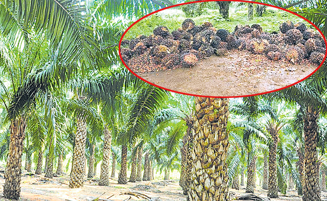 oil_20palm.jpg