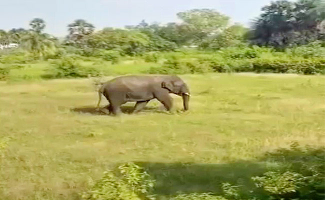 Elephant-Attack-In-Chittoor-District.jpg
