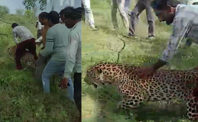 leopard.jpg