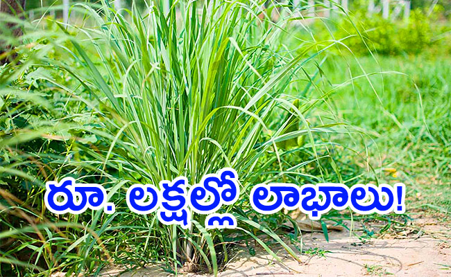 Business-Lemongrass-Farming.jpg