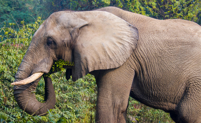 ELEPHANT.jpg