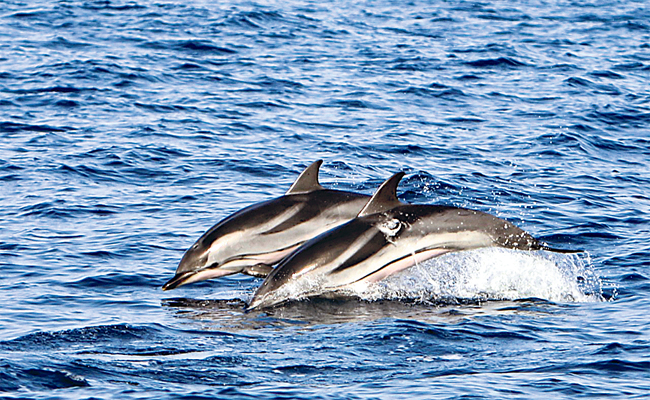 Striped-Dolphins.jpg