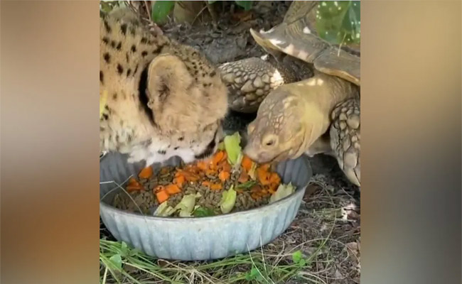 cheeta.jpg
