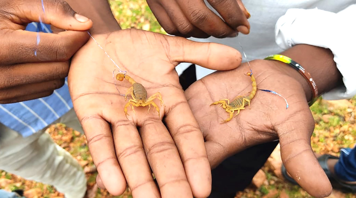 Devotees_20offer_20scorpions_20to_20Deity_20at_20Kodumur_20temple_20in_20Kurnool-4.jpg 4